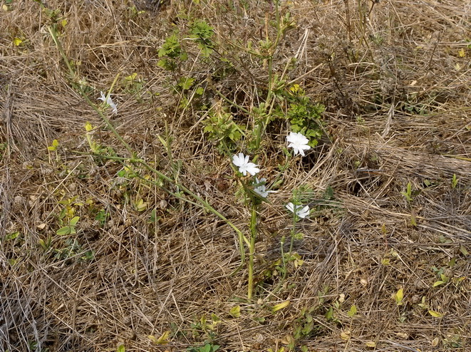 Cichorium intybus - Cicoria o Radicchio selvatico